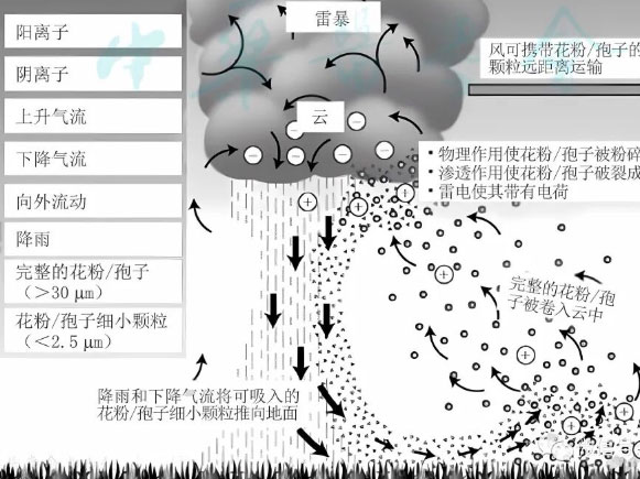 雷暴哮喘：颱風「紅霞」剛走，孩子咳嗽氣喘要當心